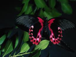 Poema: Borboleta Julieta